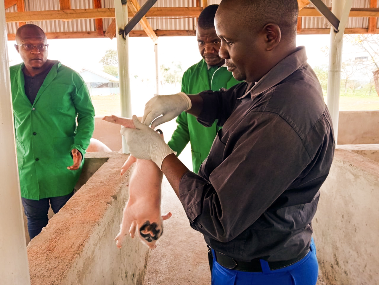 Wezesha Hub Piggery